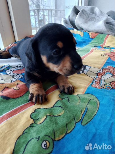 Щенки миниатюрной таксы