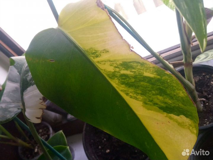 Комнатные цветы