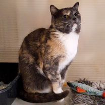 Взрослая, кошка в добрые руки