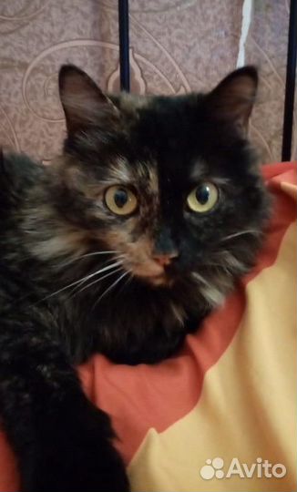 Сибирская кошка Дуся ищет любящих хозяев