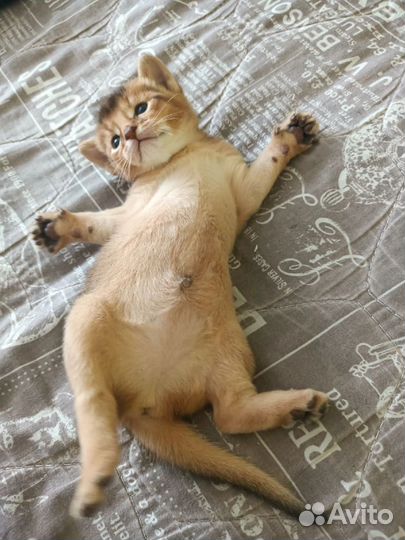 Абиссинские котята