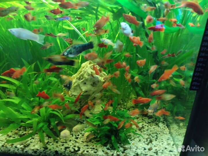 Аквариумные рыбки