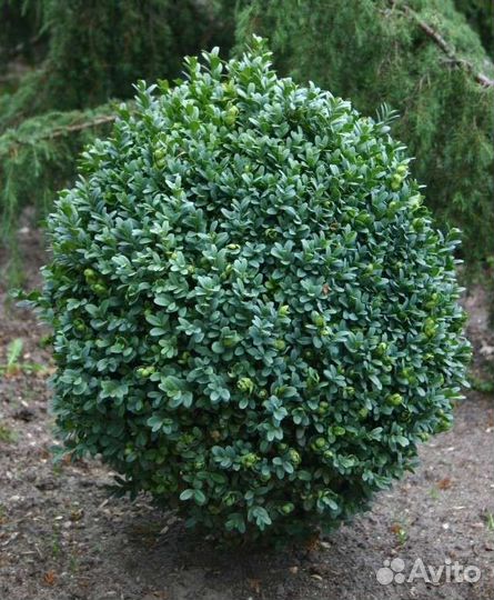 Саженцы декоративных кустарников