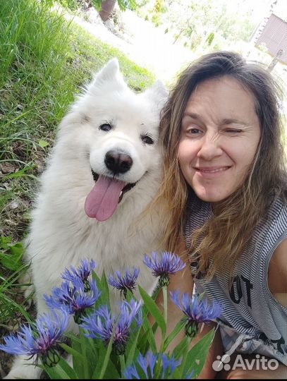 Выгул собак