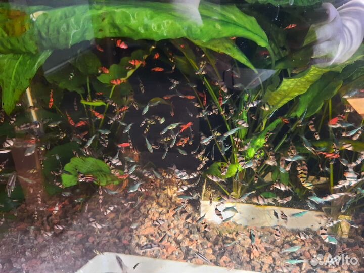 Аквариумные рыбки