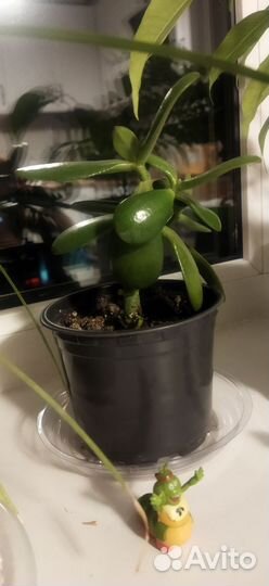 Крассула толстянка денежное дерево