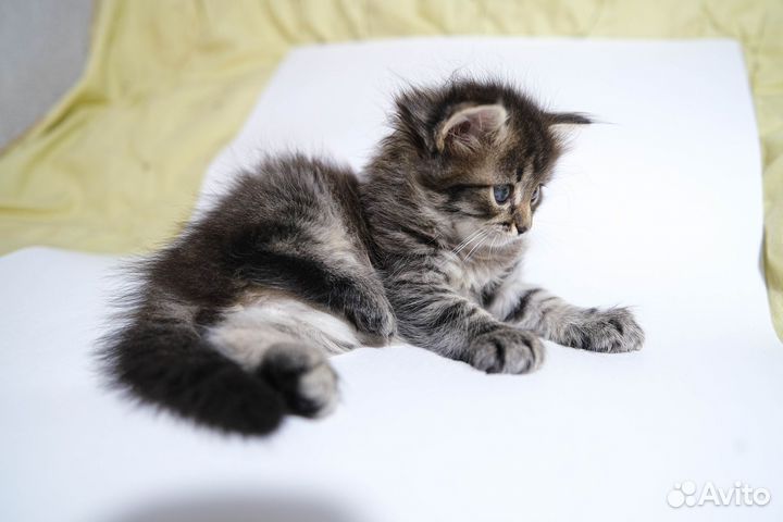 Кошка в дар бесплатно