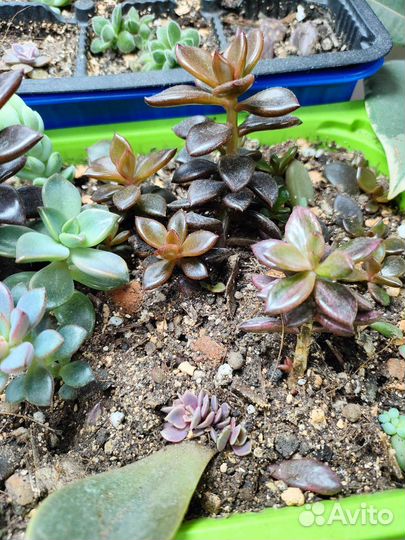 Суккуленты