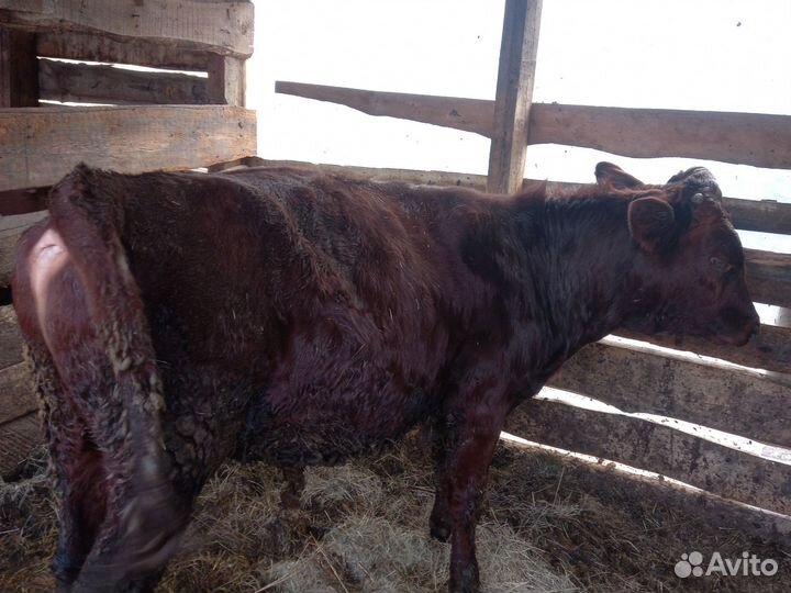 2 Бычка и телочка