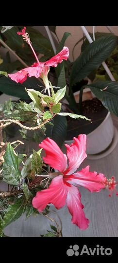 Сортовые гибискусы