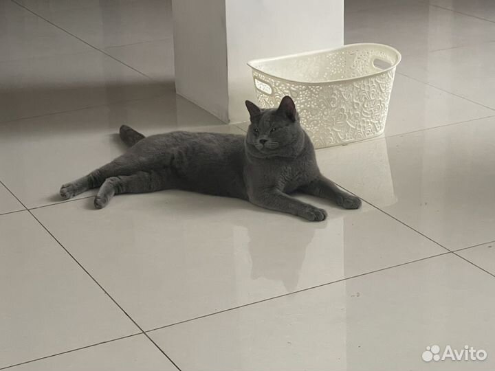 Британский кот Вязка