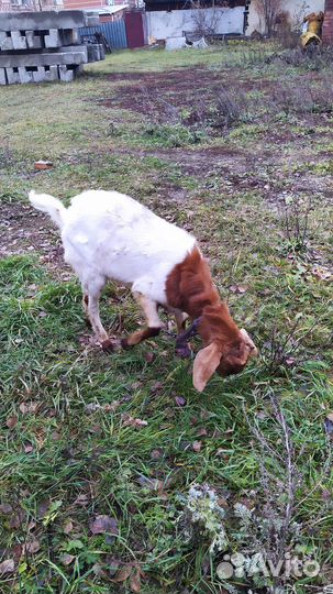 Козел Англо-Нубийский на племя 9 месяцев