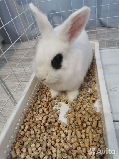 Декоративные кролики карликовый рекс
