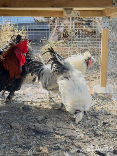 Молодые петухи