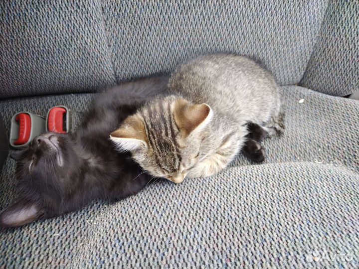 Кошки бесплатно