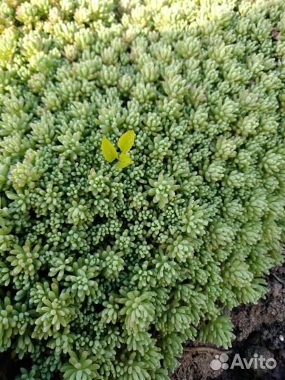 Молодило,очиток