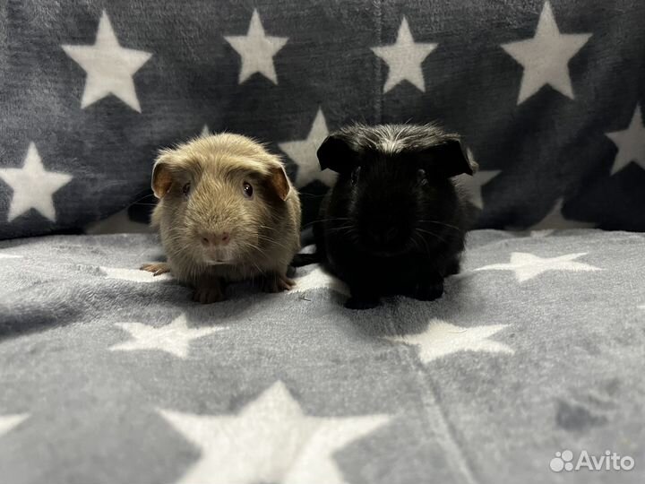 Морские свинки крестед мальчишки