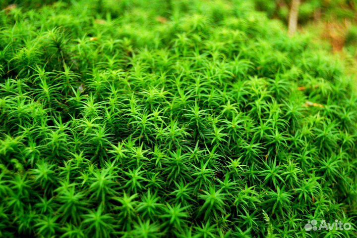 Мох сфагнум