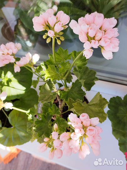 Пеларгония герань