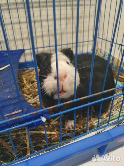 Морская свинка