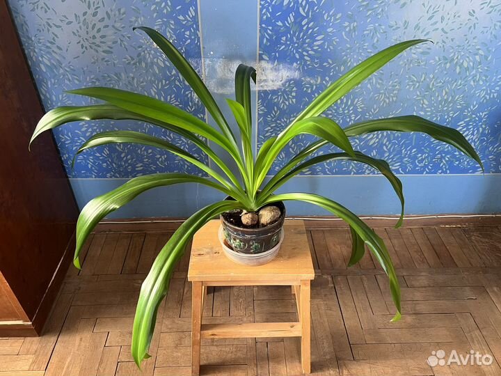 Гименокаллис большой