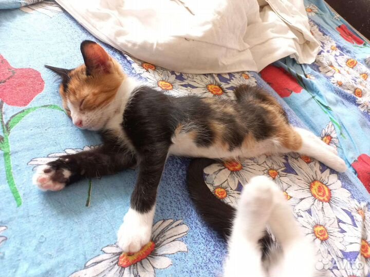 Малыши в добрые руки