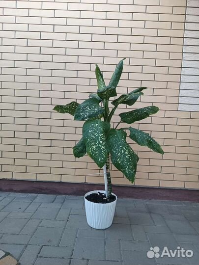 Комнатное растение, Диффенбахия