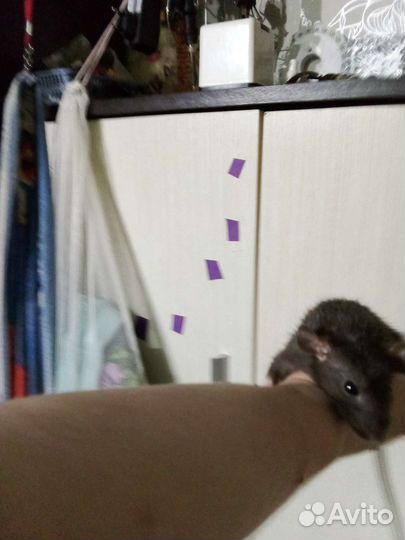 Крысы Дамбо