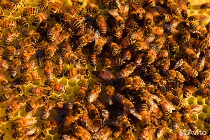Пчелы бакфаст Тамбов ф1