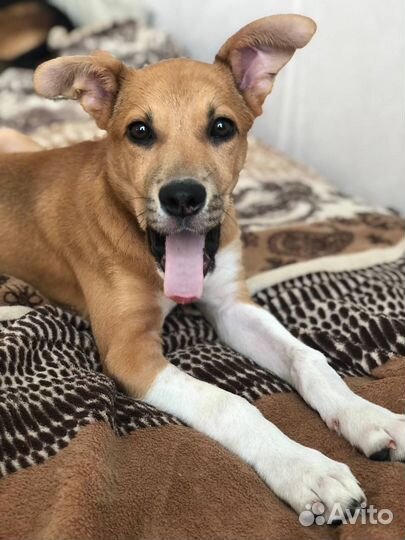 Собака щенок мальчик