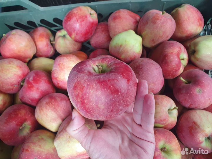 Яблоки