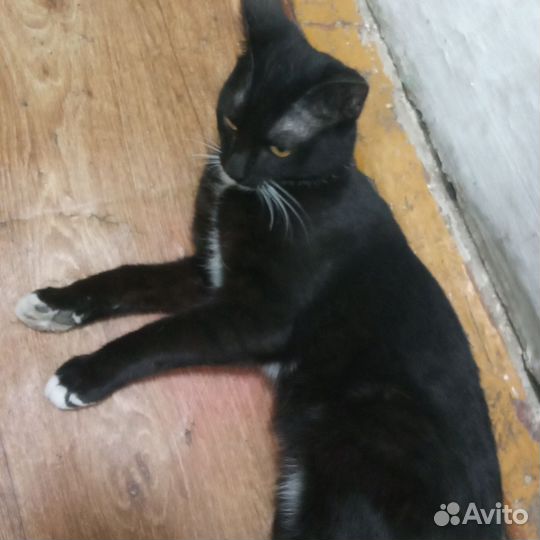 Отдам котёнка девочка осталась разноцветная она
