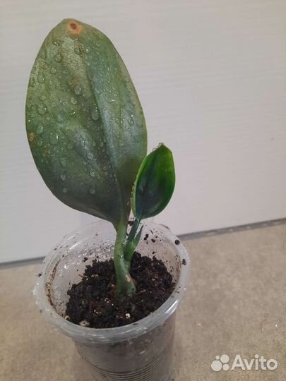 Сциндапсус дарк форм, мунлайт