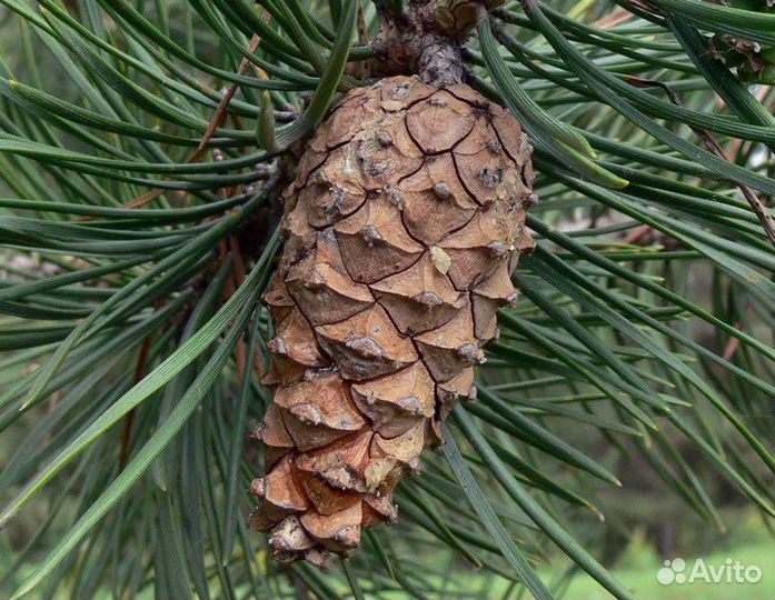 Сеенцы сосны