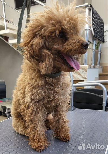 Груминг собак мелких пород