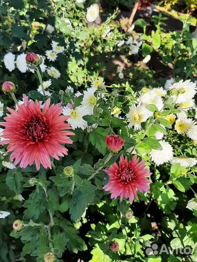 Цветы многолетники