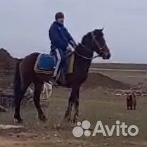 Продажа лошадей