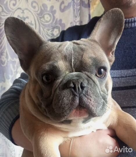 Французский бульдог, вязка