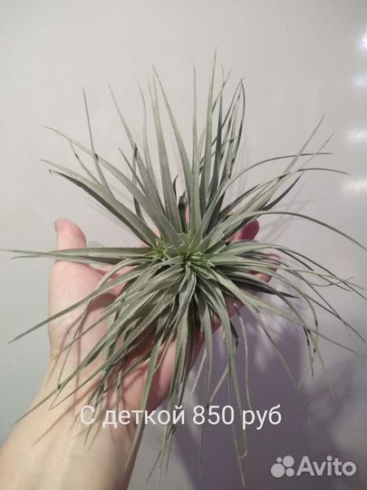 Тилландсия атмосферная