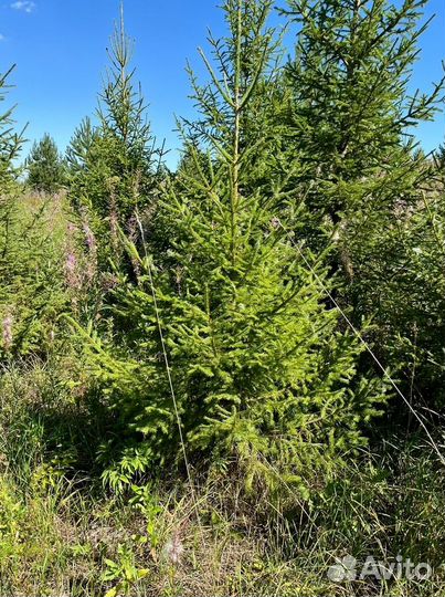 Живые елки и сосны 1-6 м + доставкa 175*5432