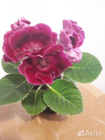 Комнатные цветы