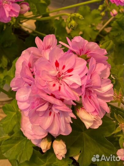 Ю Юха пеларгония