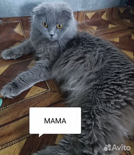 Британская