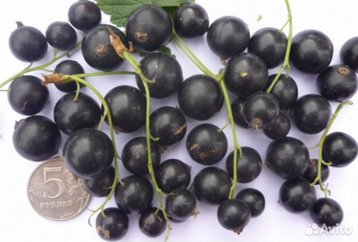 Смородина чёрная