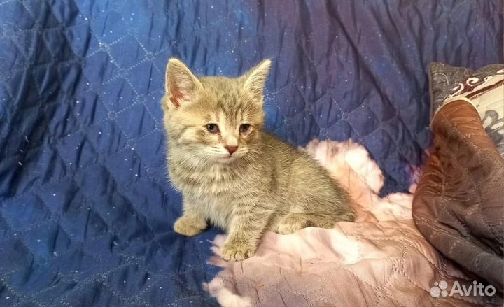 Очаровательный котята