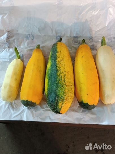 Кабачки домашние