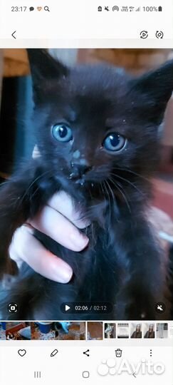 Котята отдам бесплатно