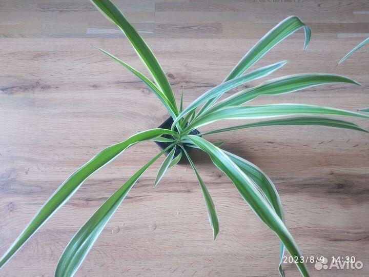 Комнатные растения