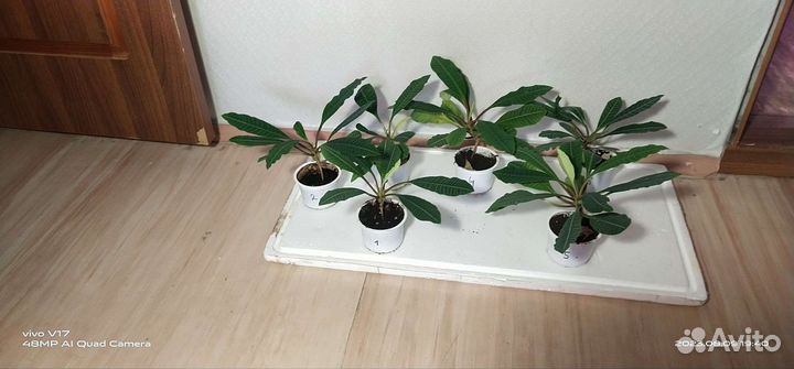 Молочай гребенчатый