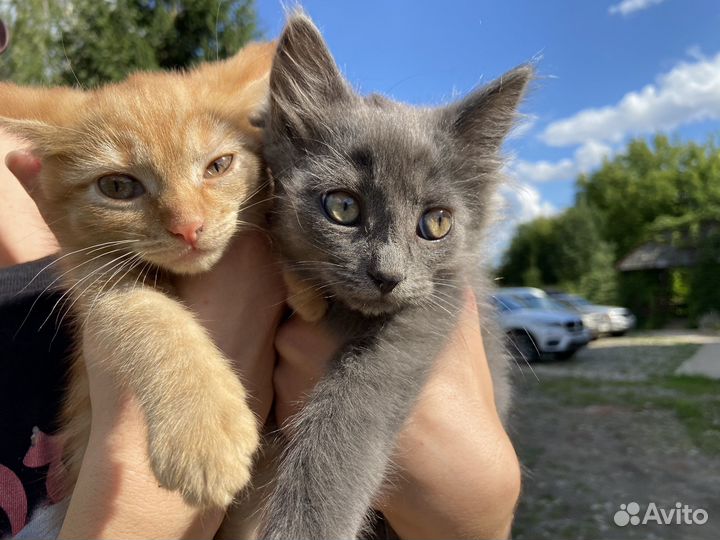 Котята в добрые руки